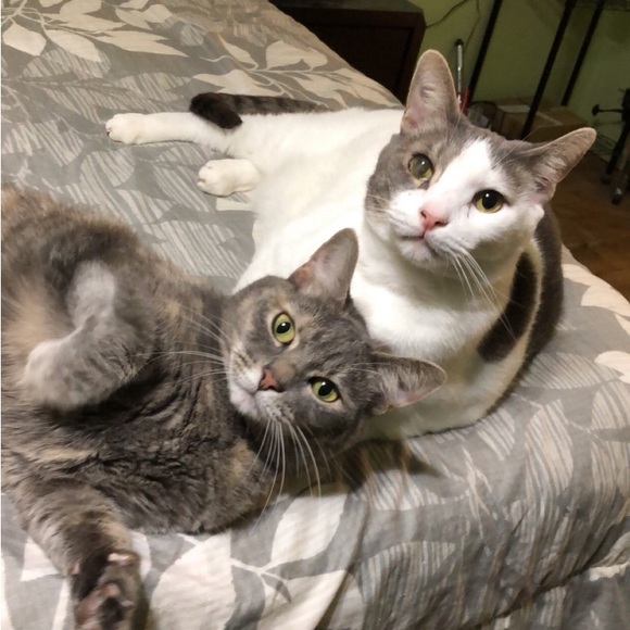 Meet your Posher, Suzie - Picture 6 of 16